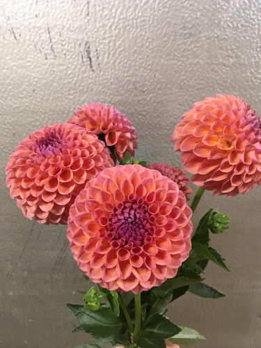 新品 stina Dahlia imperialis coral pink M 新品 stina Dahlia