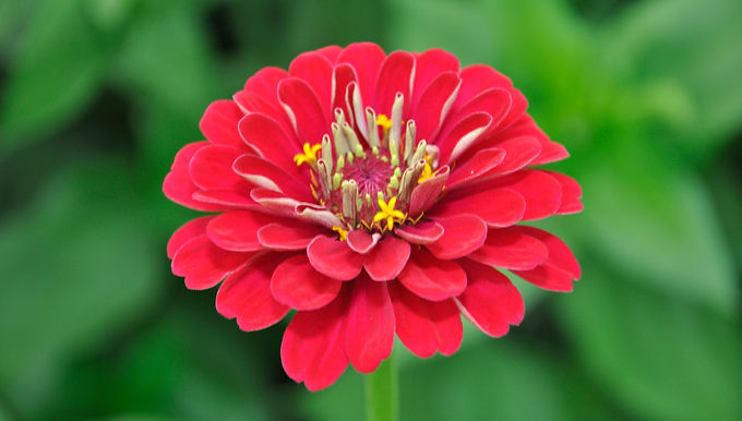 Zinnia (Benary's Giant Coral)