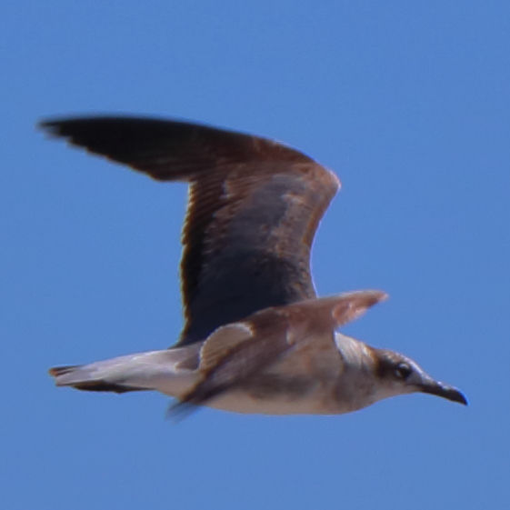 Seagull