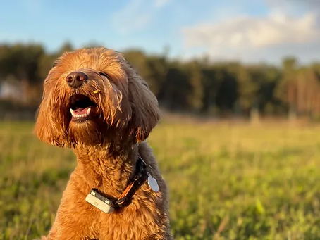 Labradoodle Puppies & Ethical Australian Labradoodle Breeders