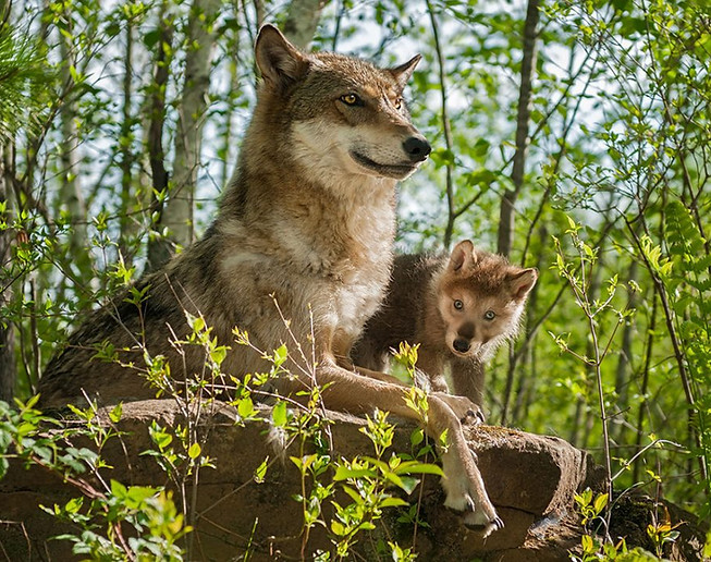Loup.jpg