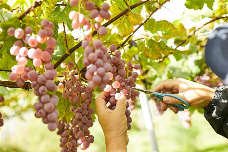 画像No.09_ブドウの収穫風景（甲州）1 (1).jpg