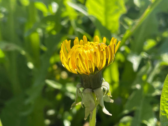 Wildkräuter, erkennen, sammeln, geniessen