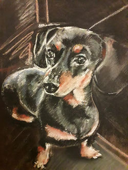Dachshund