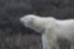 polar bear
