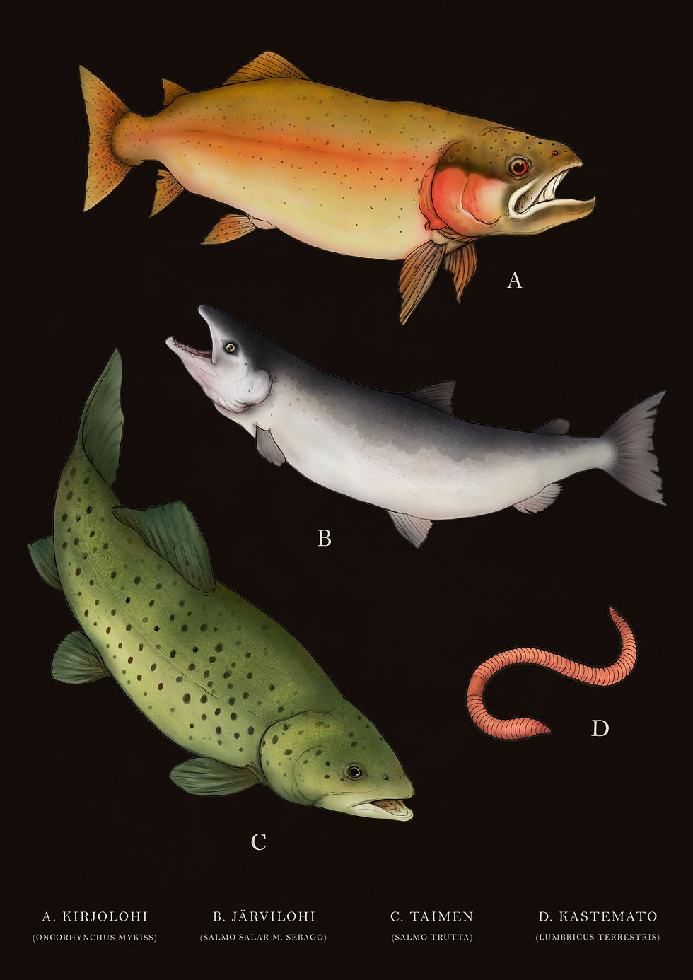 Fish illustration