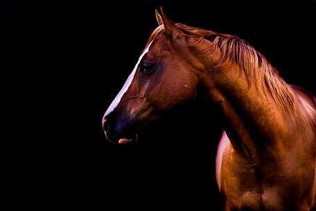 jack.jpg