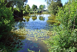 Birkenweiher_29.06.2019_06.JPG