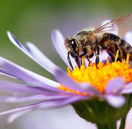 bee-pollinating-flower_edited.jpg