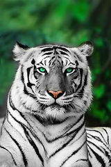 tigre.jpeg