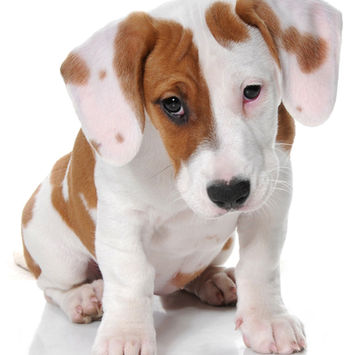 Fotografering af hunde