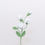 Thumbnail: Arabian Jasmine