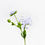 Thumbnail: Blue Lace Flower - Wholesale