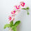 Thumbnail: Moth Orchid Pot