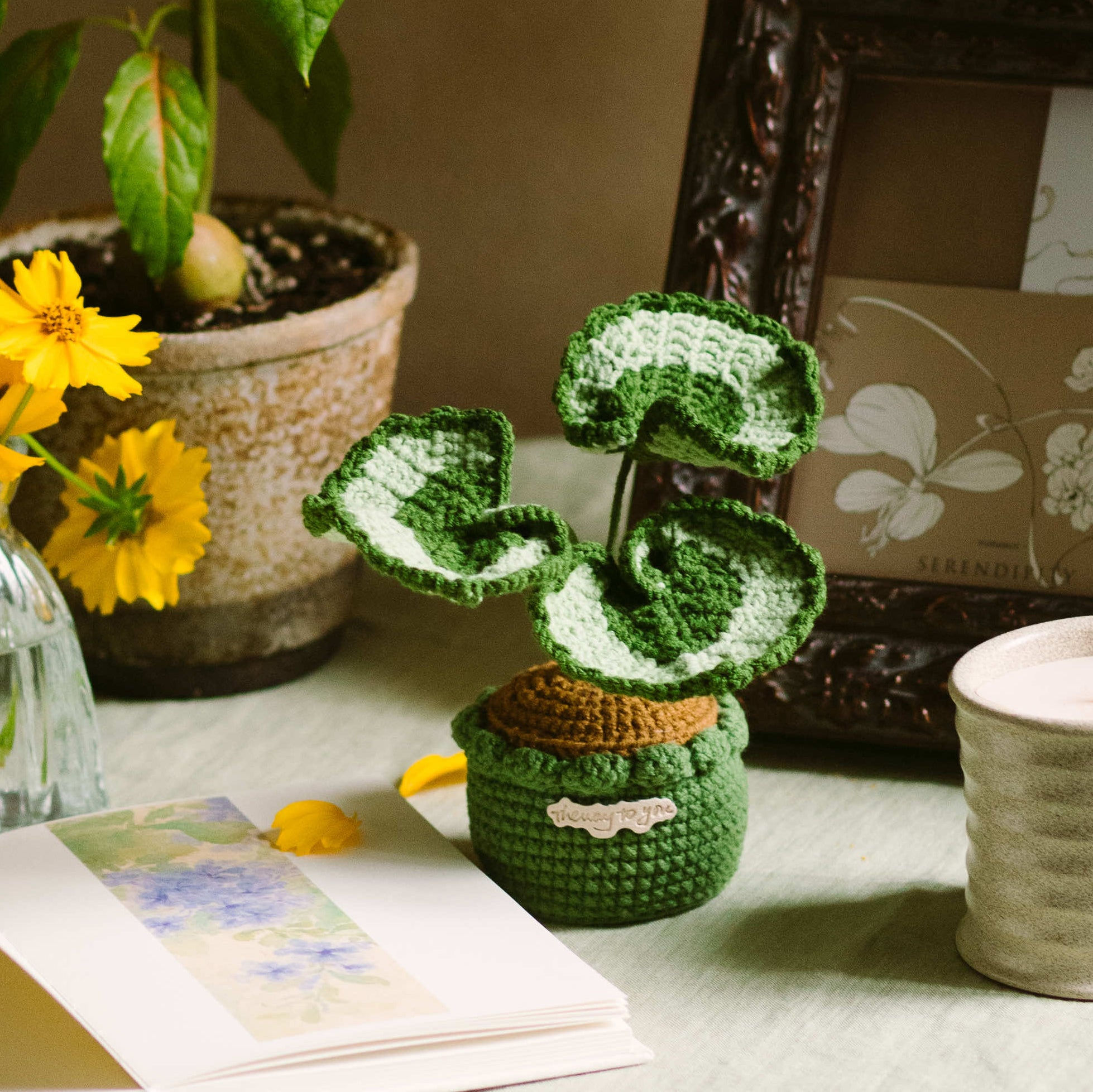 Begonia Escargot Pot