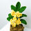 Thumbnail: Osmanthus Pot