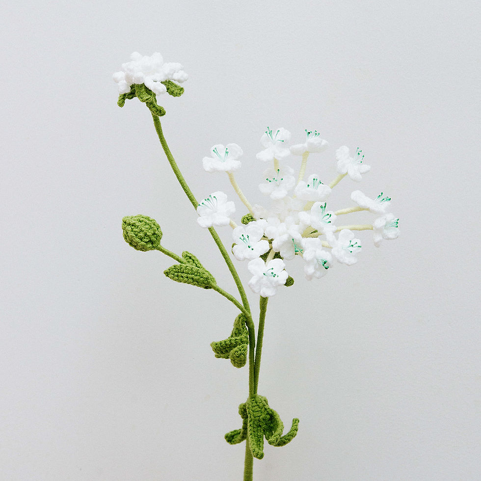 Thumbnail: Blue Lace Flower