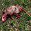 Thumbnail: Dead Opossum (Full Body)