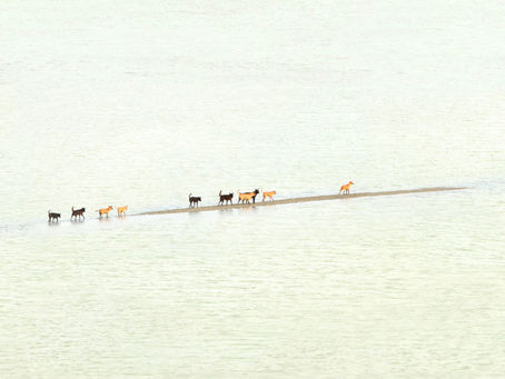 楊順發透過作品告訴大家　台灣將何去何從