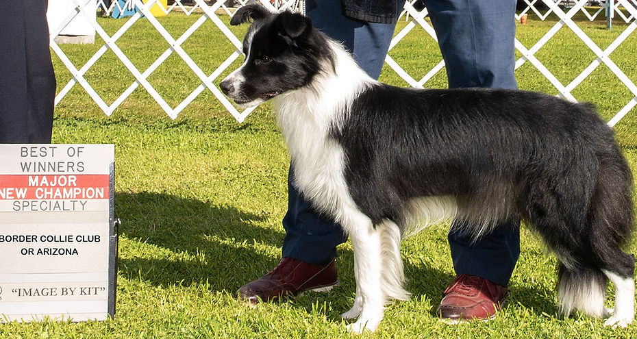 Dont Rain on my Parade aka Zoe AKC Champion