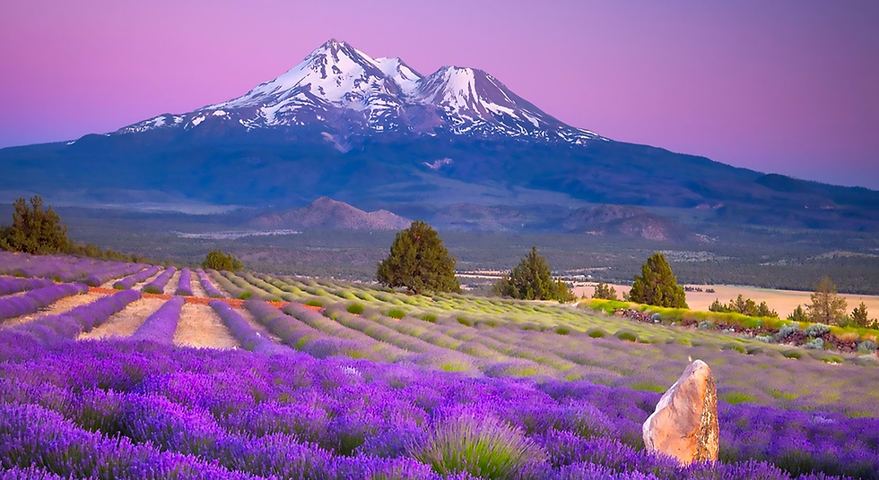 mount-shasta-lavendar-fields-1920x989-1.png