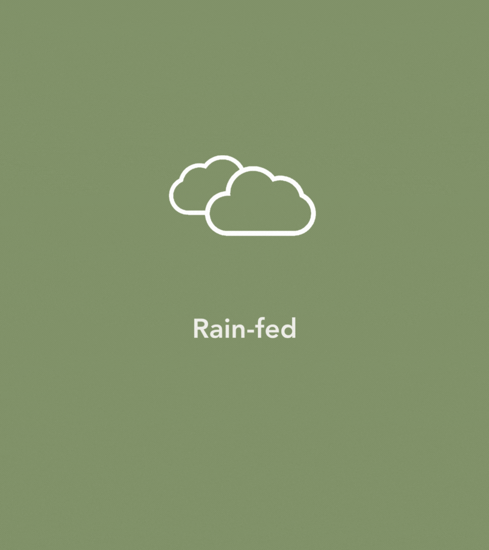 Rain-fed.gif