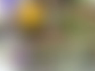 Embracing The Light: Imbolc 2024