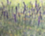 A Day at the Lavender Farm