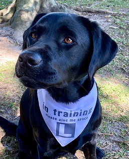 In Train Lilac LS.jpeg