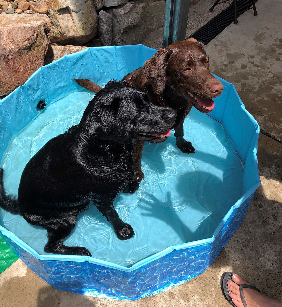KEEPING YOUR DOG COOL IN SUMMER