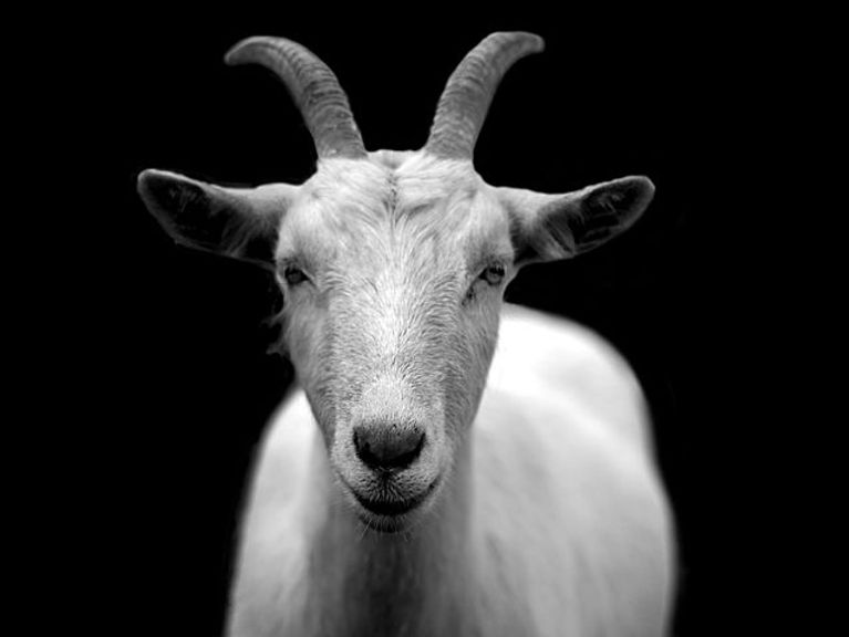 goat 2.jpeg