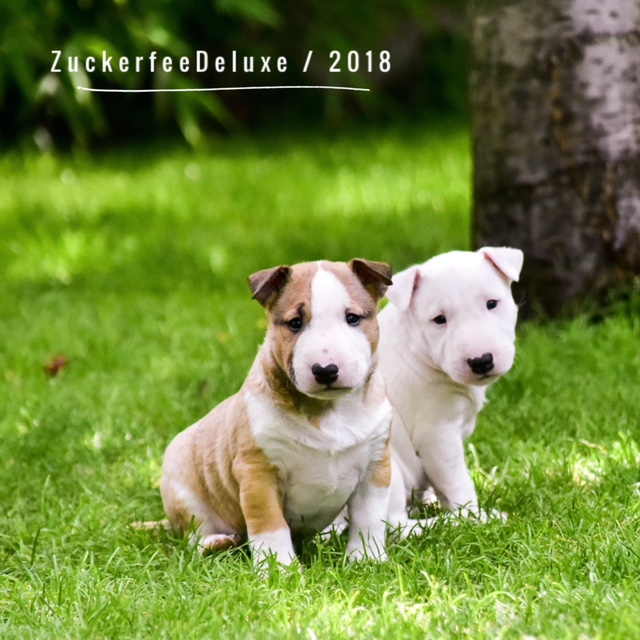 Zuckerfee Deluxe MBT Welpen