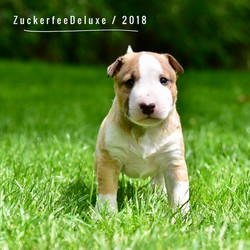 Zuckerfee Deluxe Dea`s Dandy MBT
