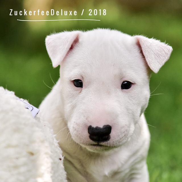 Zuckerfee Deluxe Dolly Sweet MBT