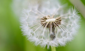 nennieinszweidrei-dandelion-7191739_1920.jpg