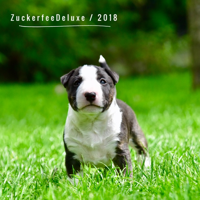 Zuckerfee Deluxe Dark Chocolate MBT