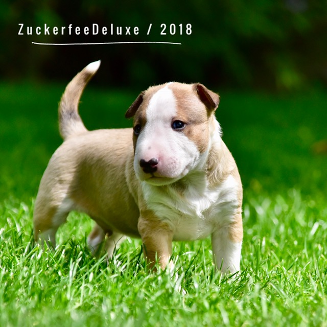 Zuckerfee Deluxe Dea`s Dandy MBT
