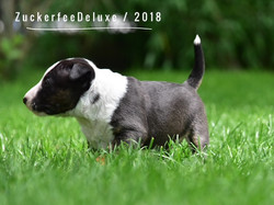 Zuckerfee Deluxe Dark Chocolate MBT
