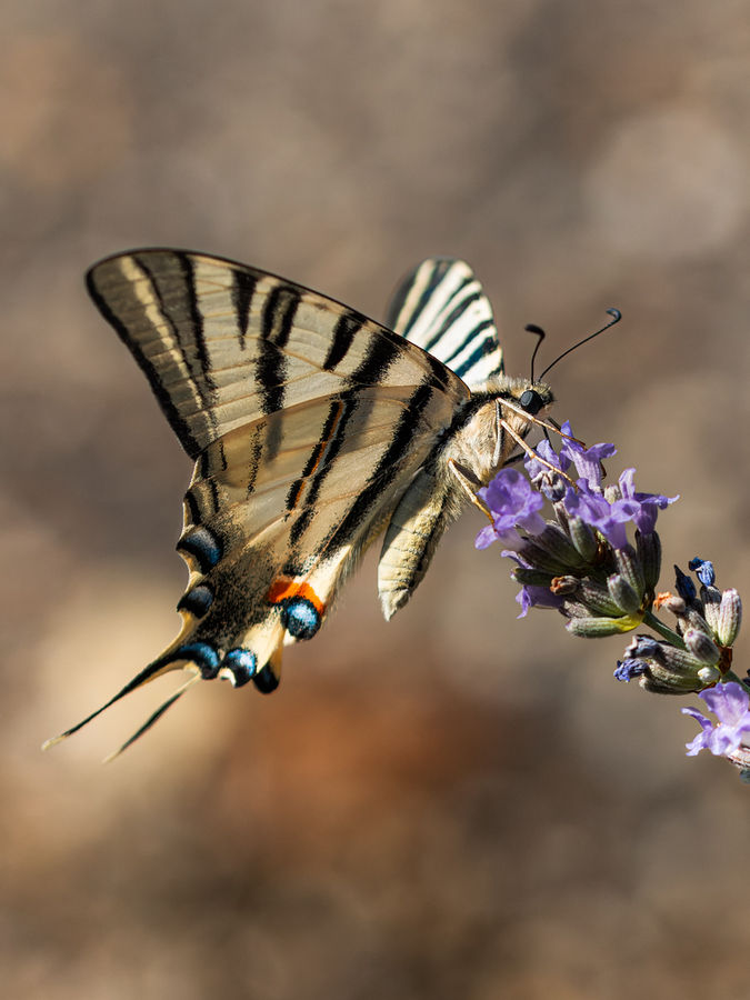 papillon macaon 02-4.jpg