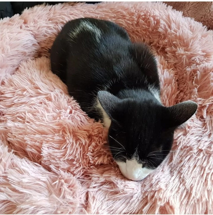 Miniatura: Cama de Pelucia Redonda Rosa