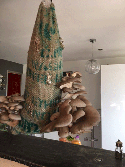 Exemple de production de champignons ...