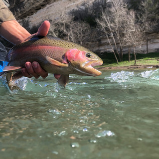 Fly Fishing for Rainbow Trout on the Guadalupe River
