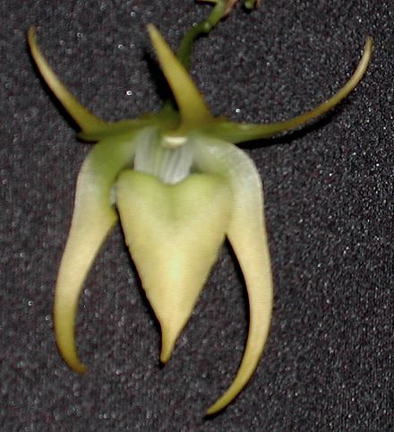 Aeranthes ramosus