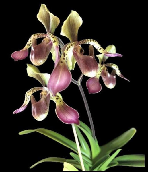 Plant of the Month
Paph. Lowii ‘Mem. Agnes Hebling’ AM/AOS x sib.
Grown by Justin Pepperney