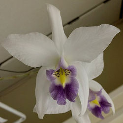 L.anceps v.veitchiana