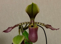 Paph.Song of Love
