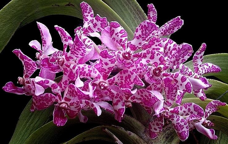 Plant of the Month
Opsistylis Mem. Mary Nattrass 
Grown by Tennis Maynard