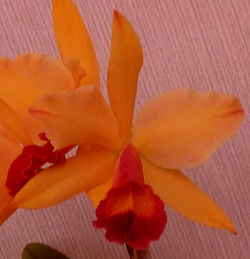 Blc.Tropical Orange