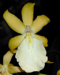 Mtssa.Seattle Sunrise x Milt.Cast Gold