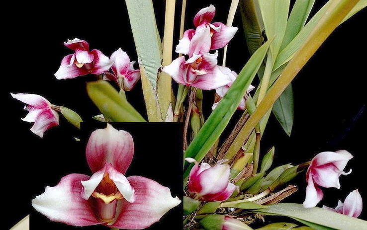 Plant of the Month Masdevallia huebschii red form 
Grown by Tennis Maynard
